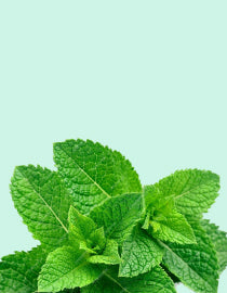 Mint & Menthol