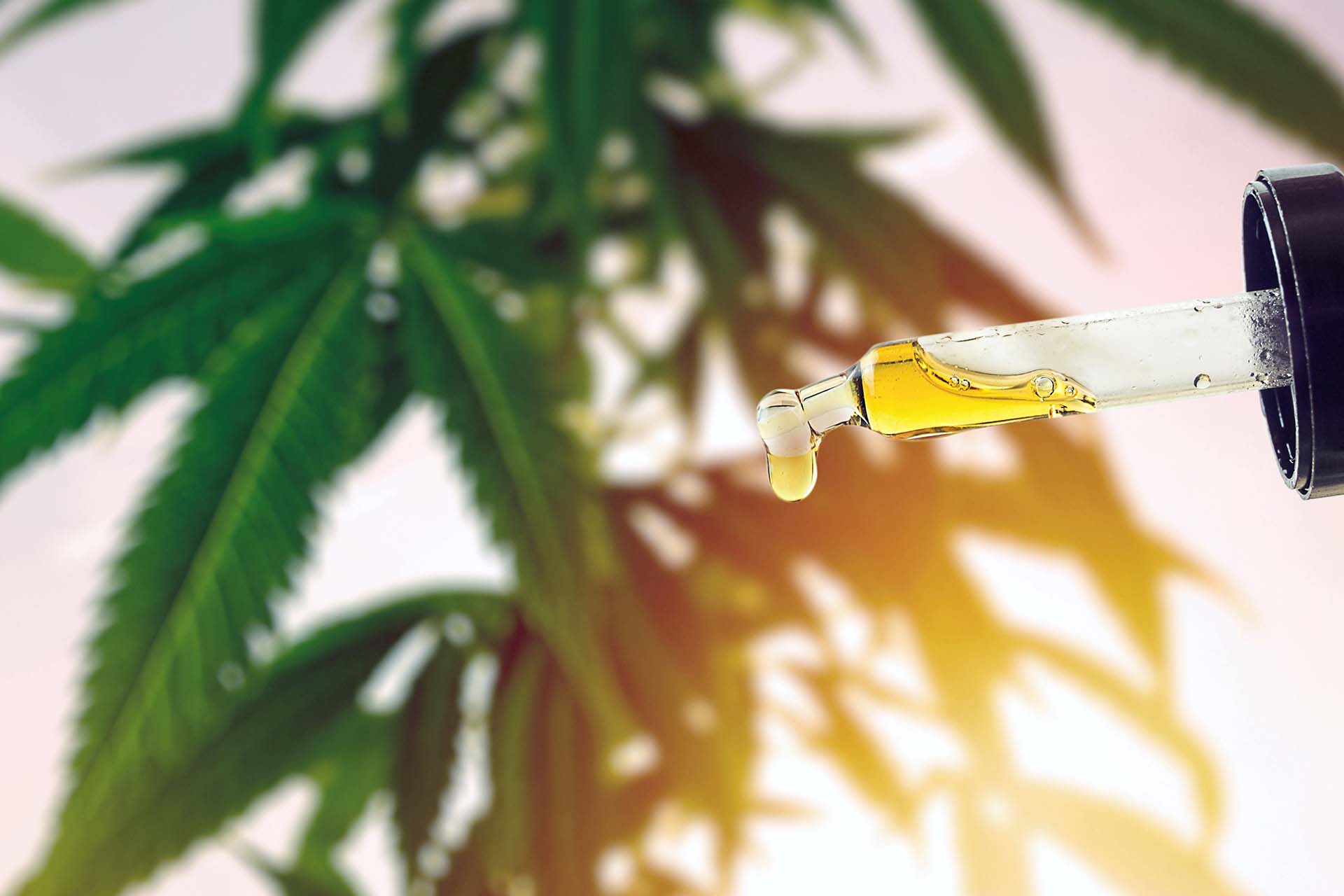 CBD, CBG, CBN: The ABCs of Cannabinoids (image)