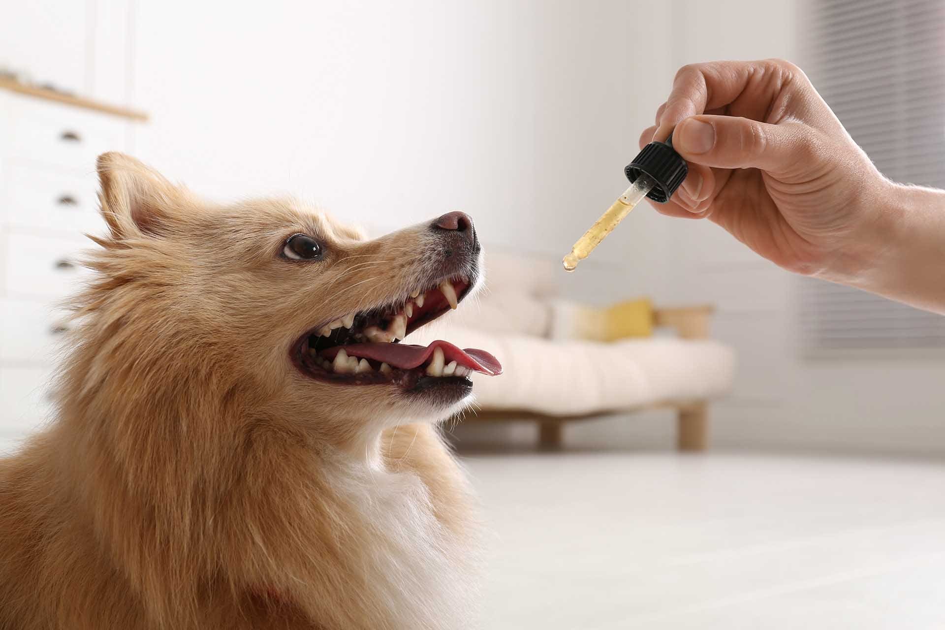CBD and pets, what you should know(image)