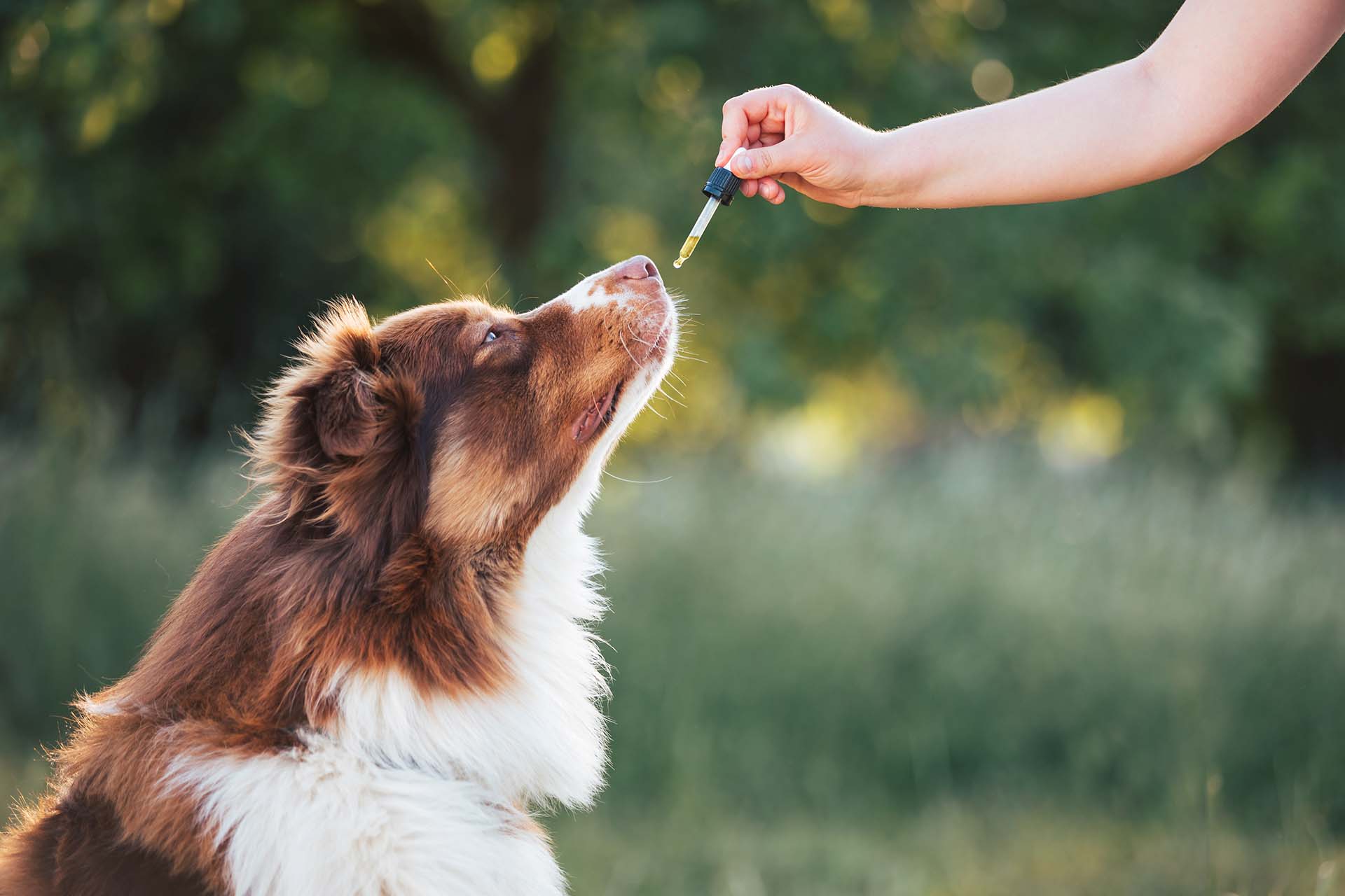 CBD Oil for Pets – Can Dogs & Cats use CBD? (image)