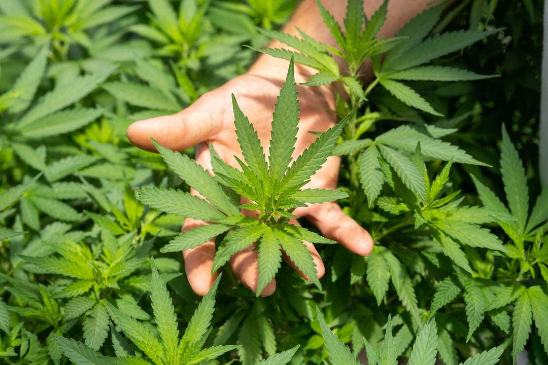 Person holding hemp