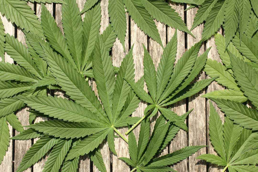 Cannabis